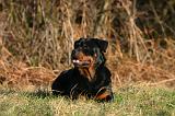 ROTTWEILER 649